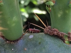 Hesperolabops gelastops