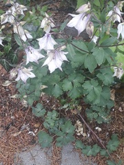 Aquilegia vulgaris