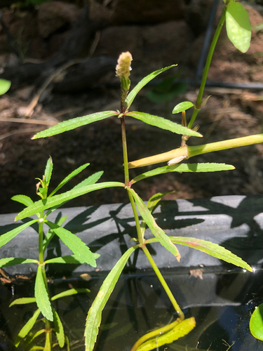 Pogostemon stellatus observed 2026-09-06