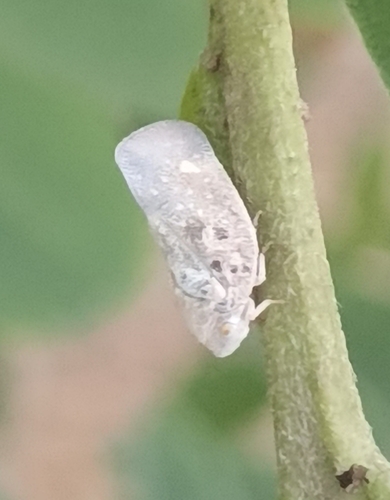 Citrus Flatid Planthopper