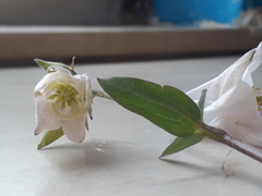 Aquilegia vulgaris
