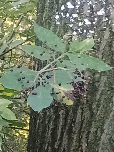 European black elderberry