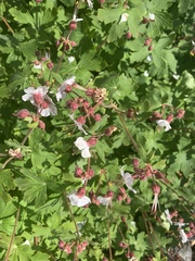 Geranium macrorrhizum