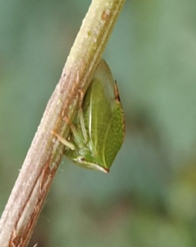 Buffalo Treehopper