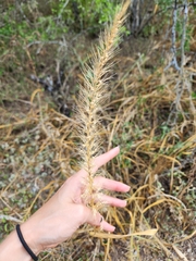 Setaria scheelei