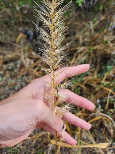 Setaria scheelei, photograph 2