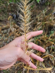 Setaria scheelei, photograph (c) Jackie T, some rights reserved (CC BY)