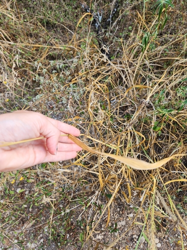 Setaria scheelei, photograph 3