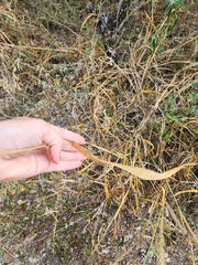 Setaria scheelei, photograph (c) Jackie T, some rights reserved (CC BY)