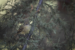 Empidonax occidentalis