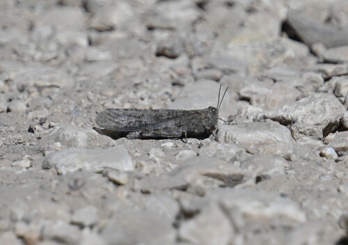 iNaturalist observation photo of Circotettix