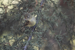 Empidonax occidentalis