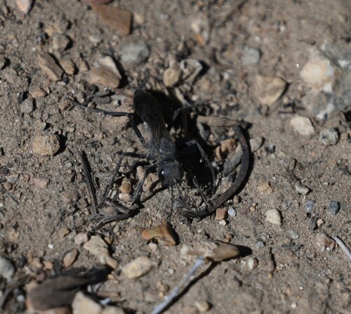 iNaturalist observation photo of Narrow-waisted Wasps, Ants, and Bees