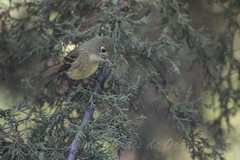 Empidonax occidentalis