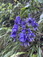 Aconitum degenii, photograph (c) nevwright, some rights reserved (CC BY)