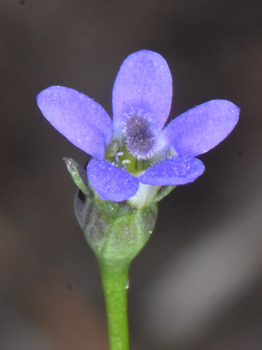 Lobelia dioica observed 2026-09-06