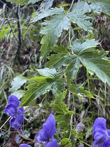 Aconitum degenii, photograph 2