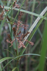 Cyperus fastigiatus