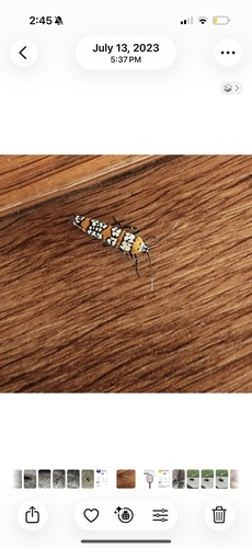 Ailanthus Webworm Moth
