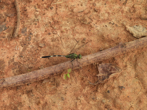 Slender Skimmer