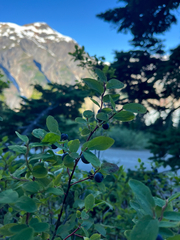 Vaccinium ovalifolium, photograph (c) Sean Vanderluit, some rights reserved (CC BY)