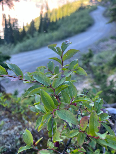 Vaccinium membranaceum, photograph 2