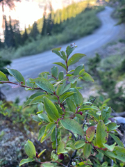 Vaccinium membranaceum, photograph (c) Sean Vanderluit, some rights reserved (CC BY)