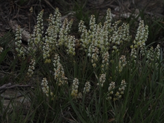 Sesamoides interrupta