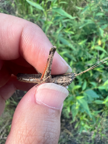 Slender Range Grasshopper