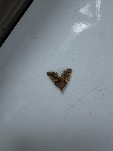 Meal moth