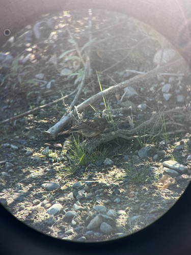 Dark-eyed Junco