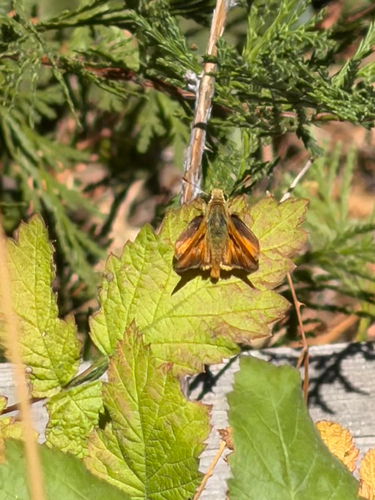 iNaturalist observation photo of Woodland Skipper