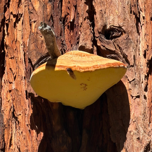 iNaturalist observation photo of Incense Cedar Conk