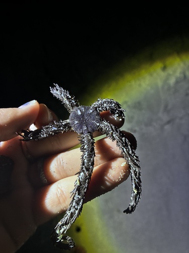 Ophiocoma, 2026-09-05