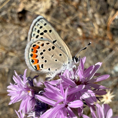 iNaturalist observation photo of Acmon Blue