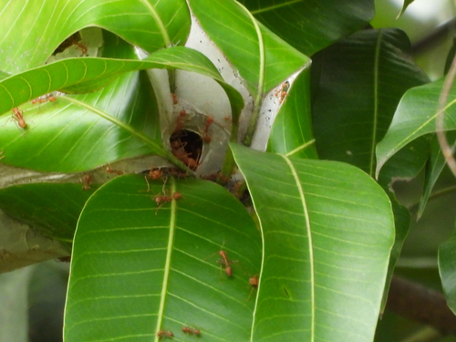 Asian Weaver Ant