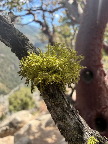 iNaturalist observation photo of Wolf Lichens