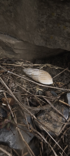 Zebra Snail