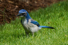 Aphelocoma californica