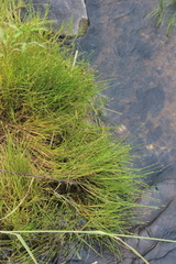 Isolepis inyangensis