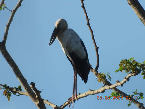 Asian Openbill