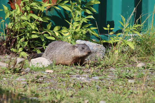 Groundhog