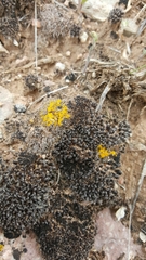 Xanthocarpia tominii