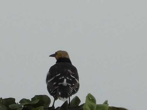 Black-collared Starling