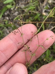 Galium texense