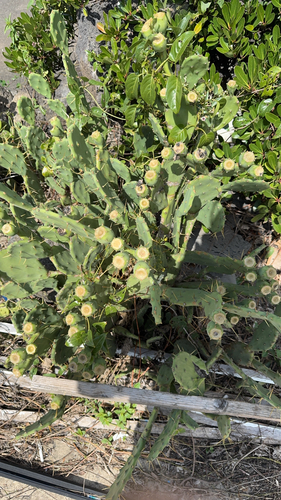 shell mound pricklypear