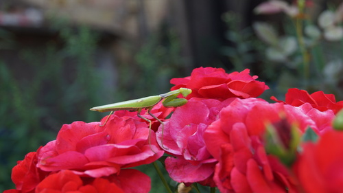 Transcaucasian Giant Mantis