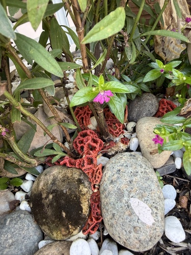 Craypot Stinkhorn