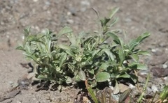 Hesperevax sparsiflora