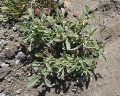 Hesperevax sparsiflora